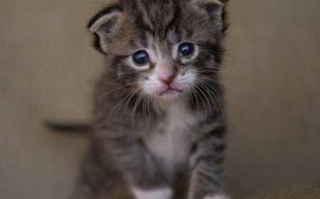 Suçluluk Psikolojisi: Kaynakları, Belirtileri ve Baş Etme Yolları